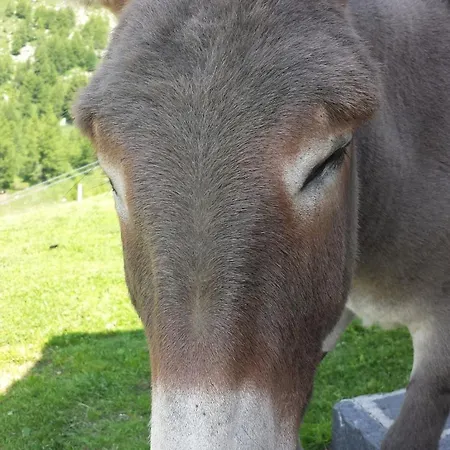 Ciamporino