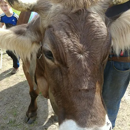 Ciamporino *